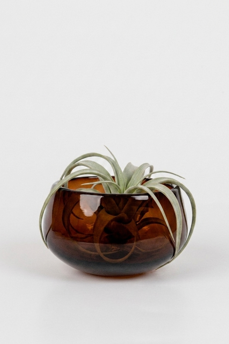 Mezcalero.png