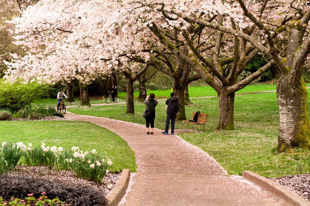 Students walking under cherry blossoms with cameras during Vancouver photography class