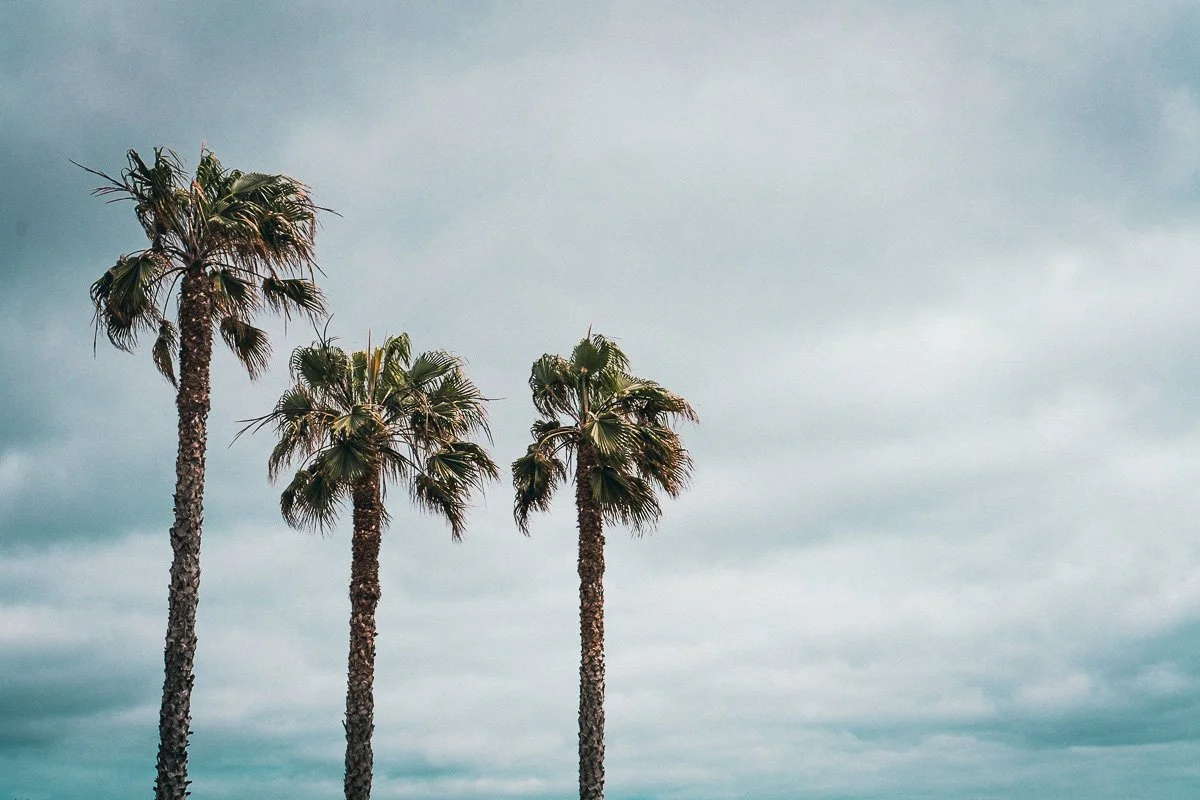 Palm trees at tropical retreat, wellness retreat travel photography