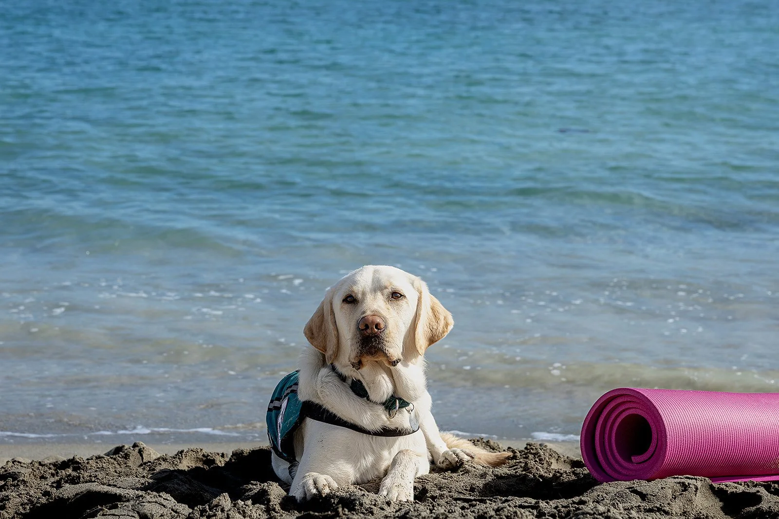 Labrador retriever dog lying on a sandy beach near the water with a rolled-up pink yoga mat nearby. Yoga with Karney