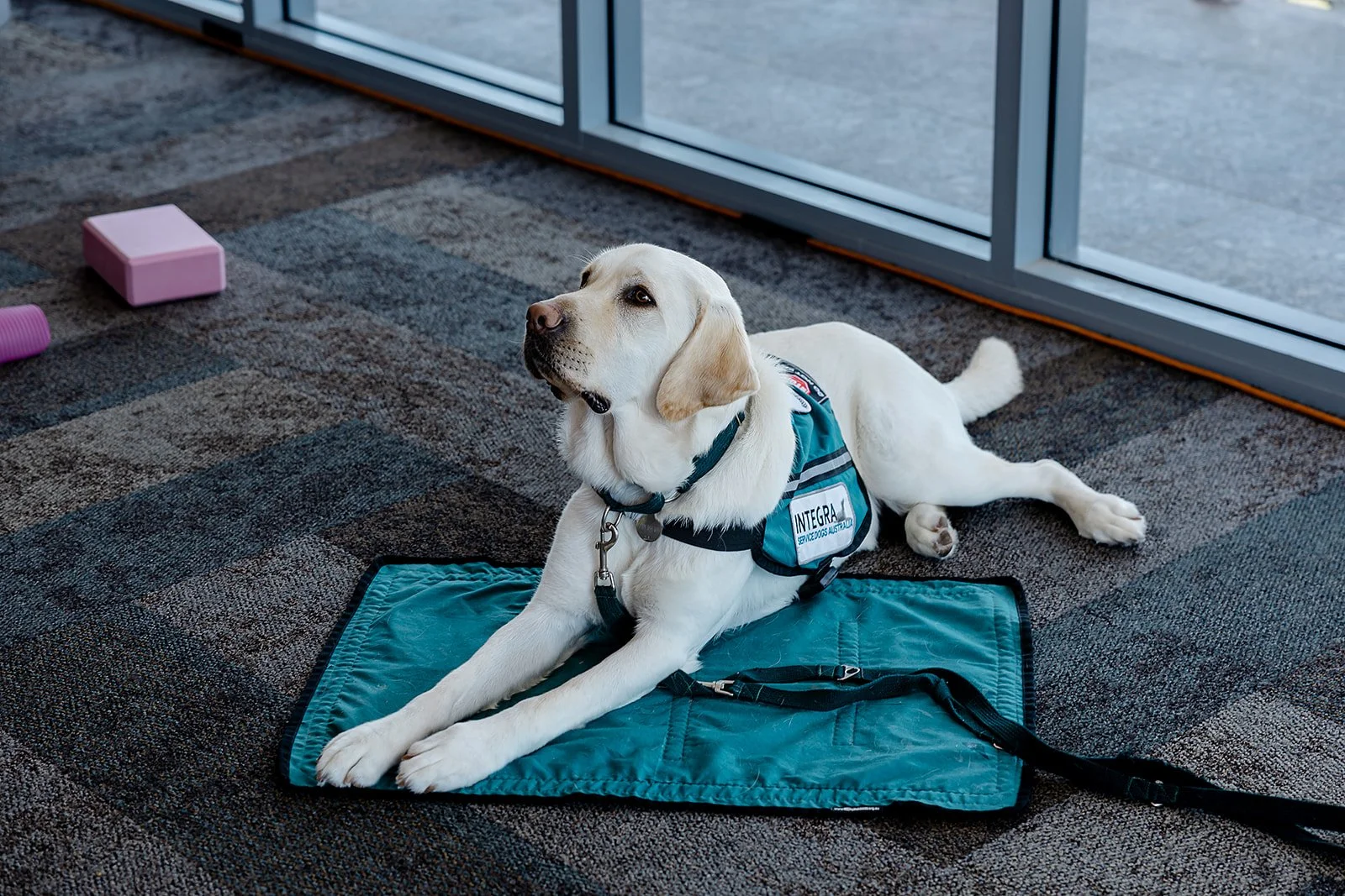 A Labrador retriever guide dog lying on a blue mat inside near a glass door. Yoga with Karney