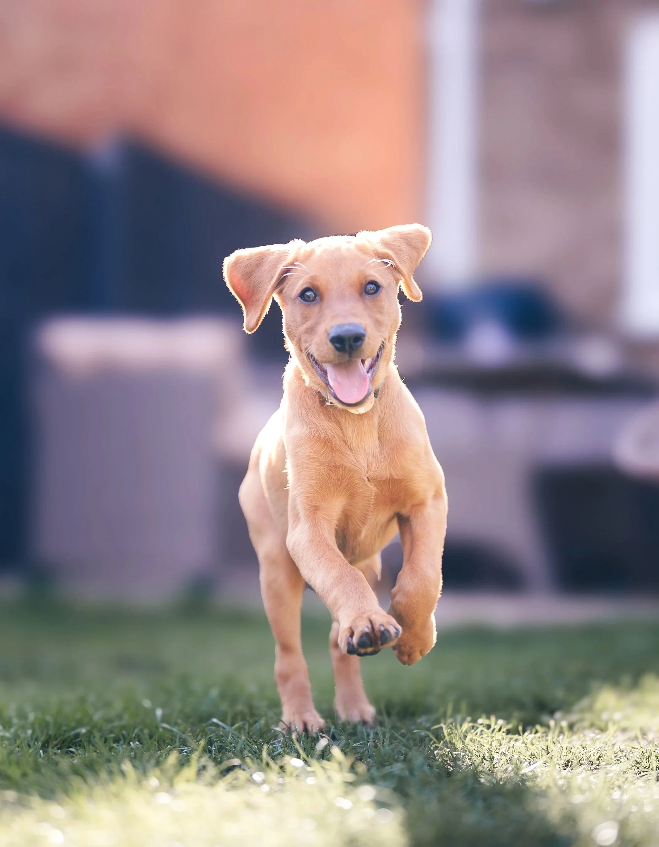 Pet Photography