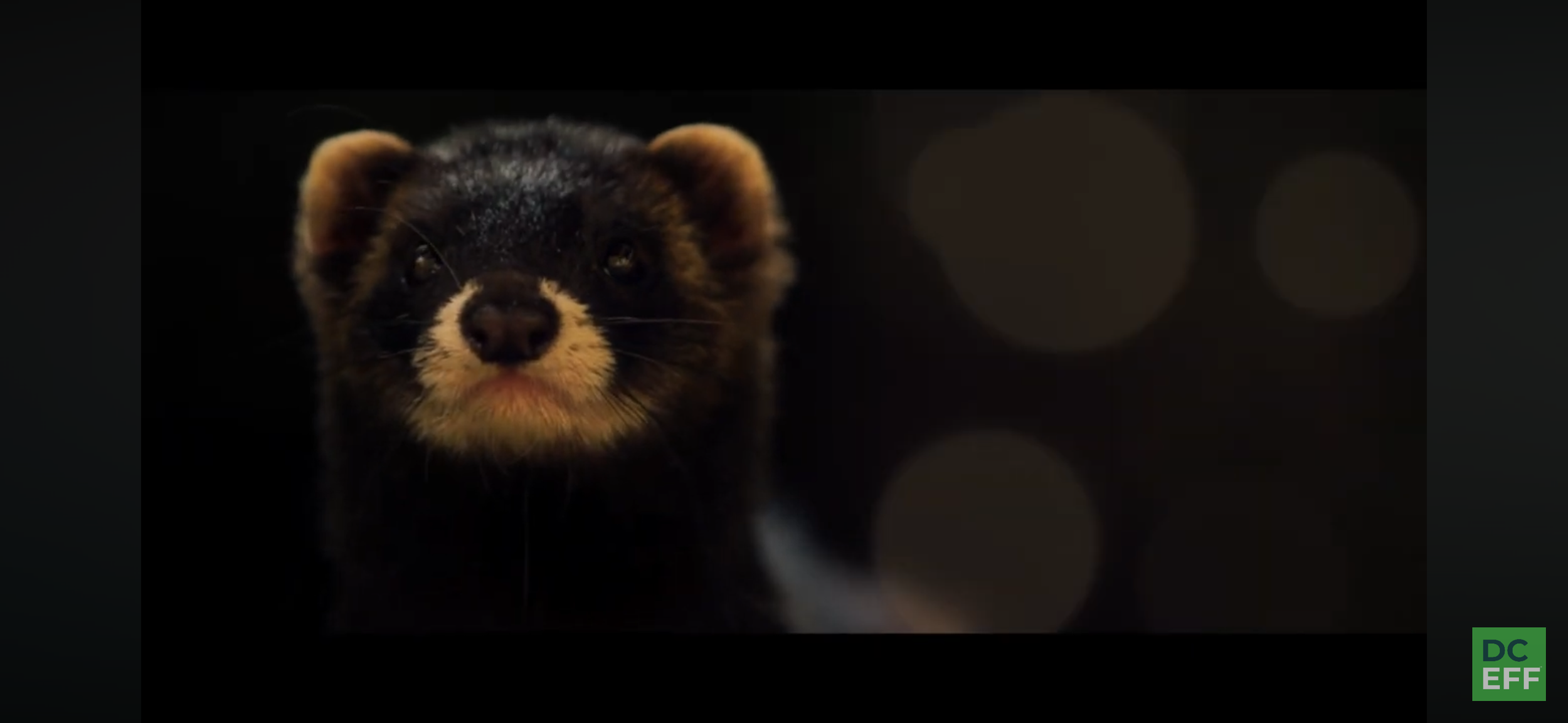 Close-up of a ferret's face with black and tan fur against a dark background.