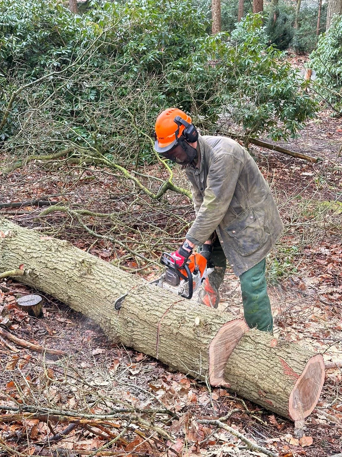 A man wearing safety gear, including an orange helmet, hearing protection, and gloves, is cutting a fallen tree with a chainsaw in a wooded forest area.