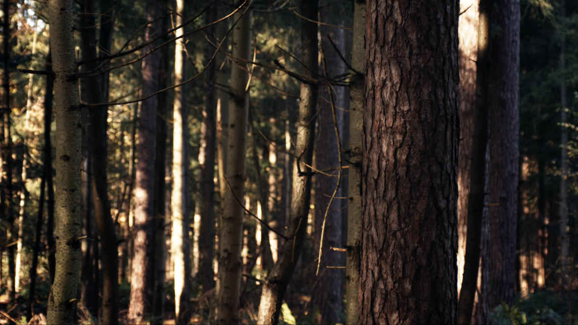 Dense forest with tall trees and sunlight filtering through.