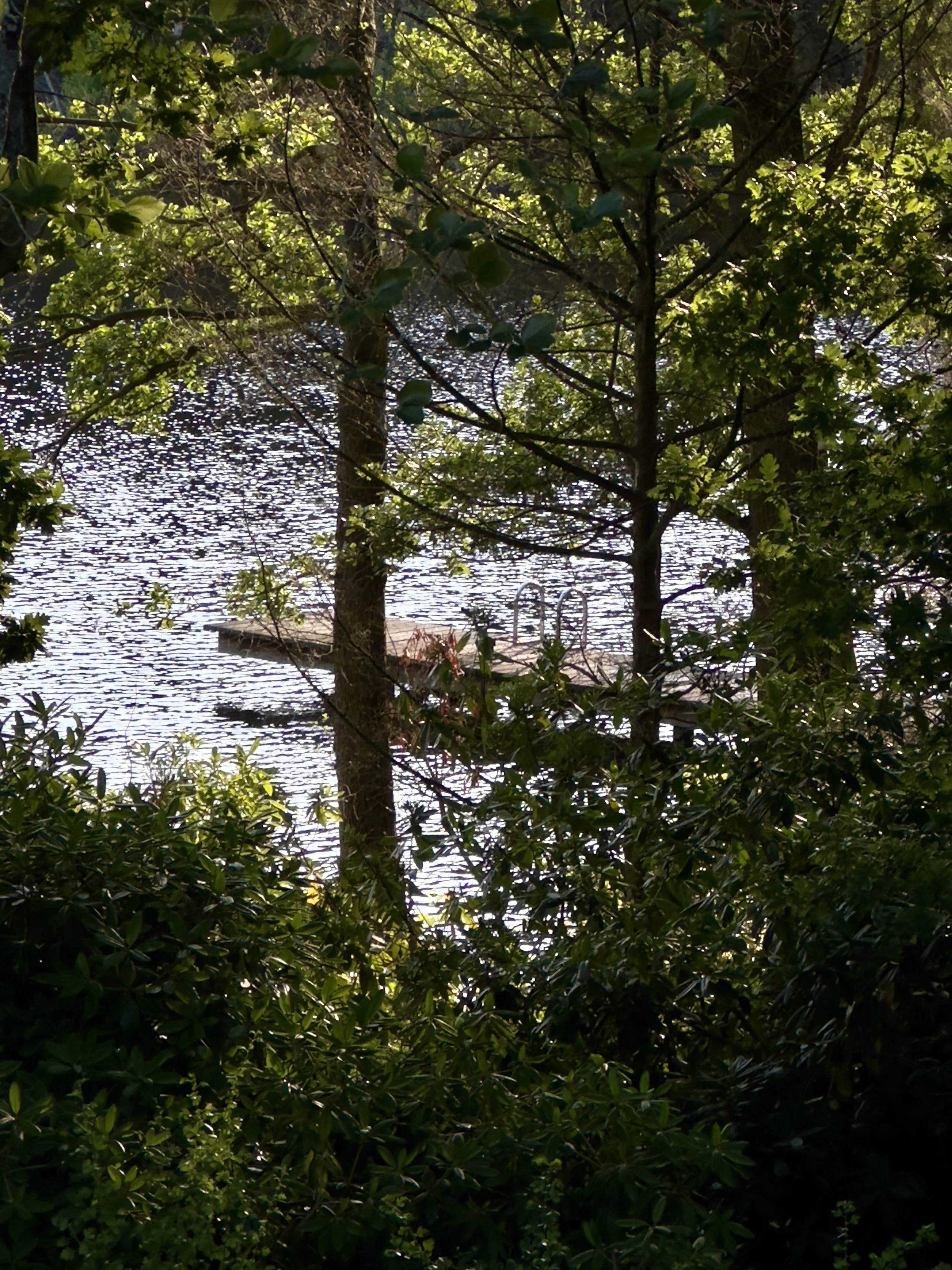 A dock with a set of metal stairs extending into a body of water, surrounded by dense green trees and foliage.
