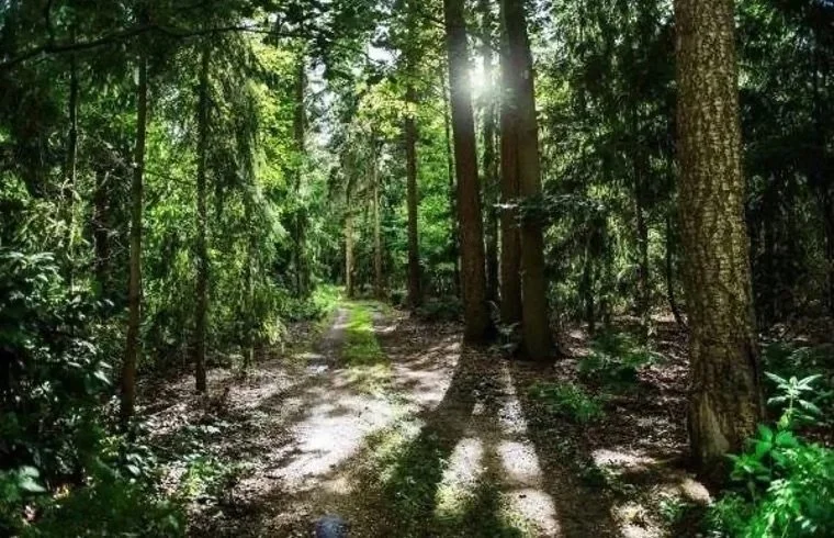 A dirt trail through a dense green forest with sunlight shining through the trees.