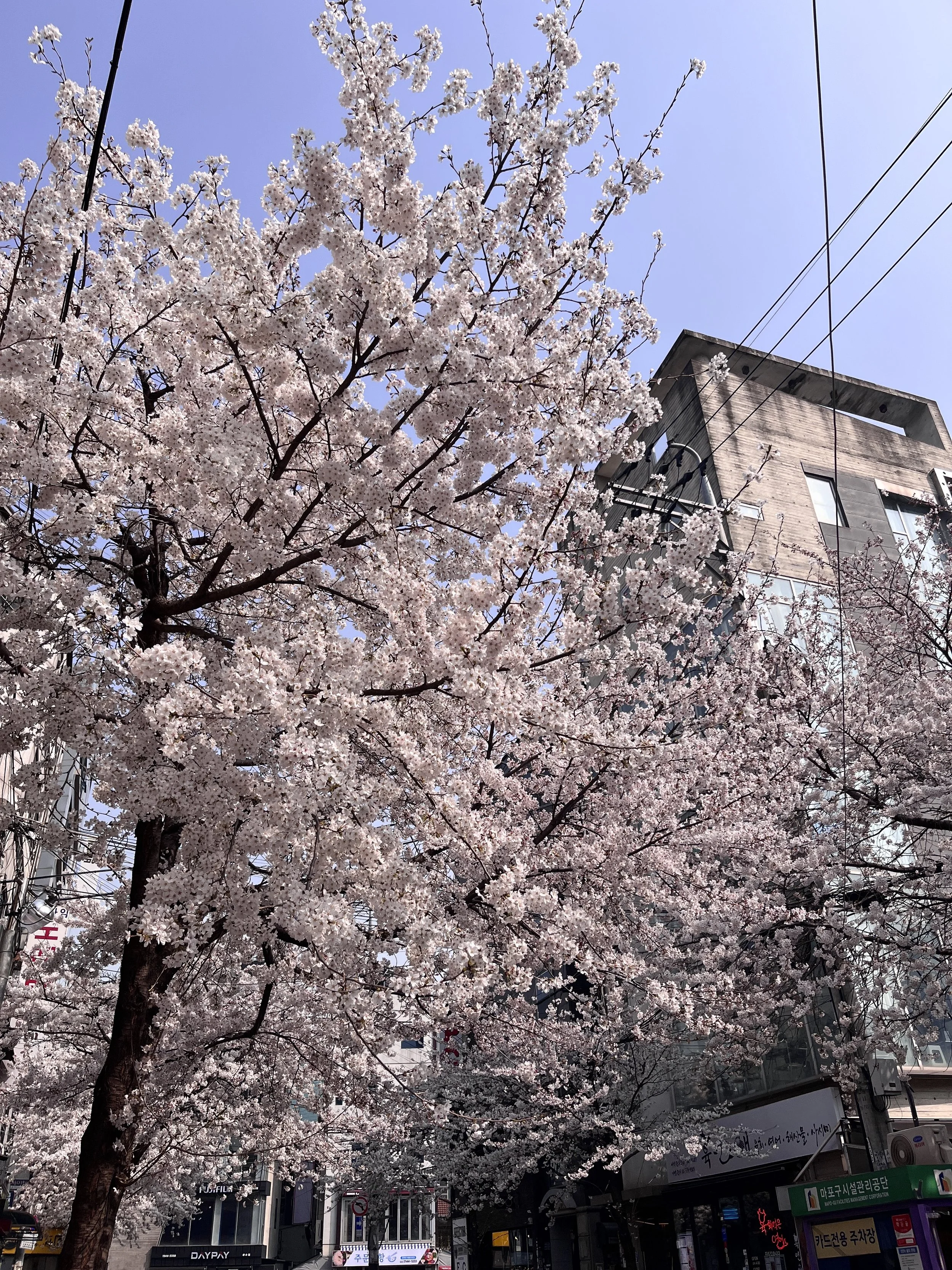 March &amp; Spring in Korea: A Traveler’s Guide to Cherry Blossoms, Seoul Adventures &amp; Delicious Eats