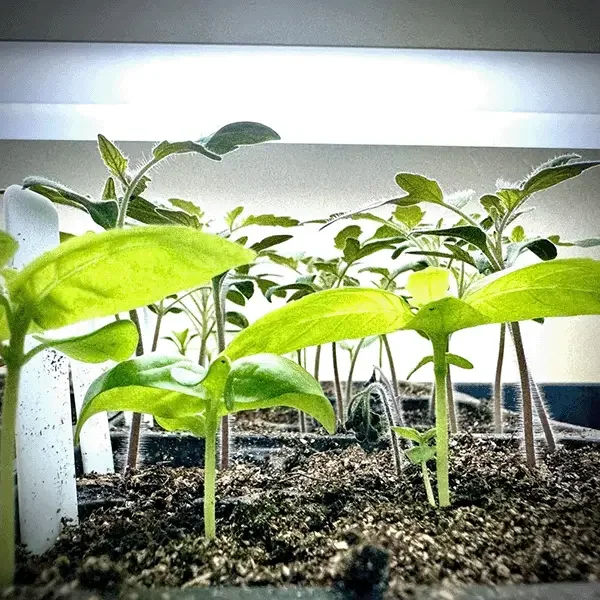 Can you have too much of a good thing?