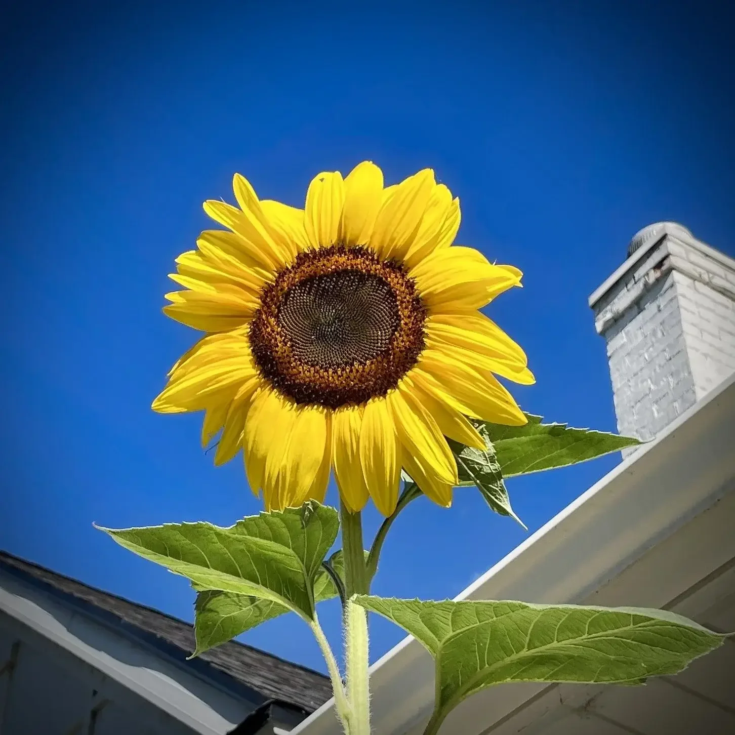 Sunflowers and Serendipity