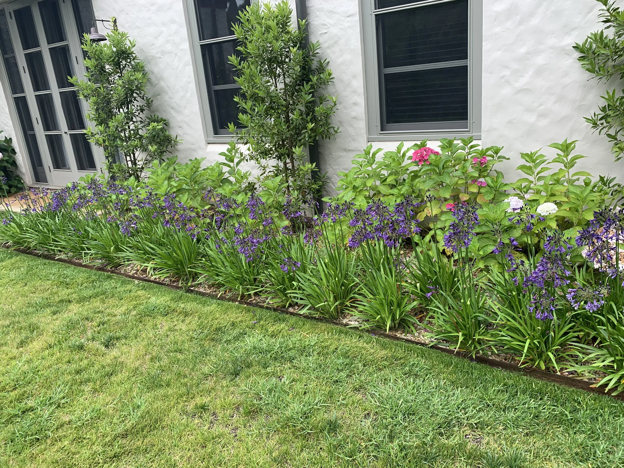 Well-maintained garden with purple and pink flowering plants, green shrubs, and a white house with multiple windows in the background.