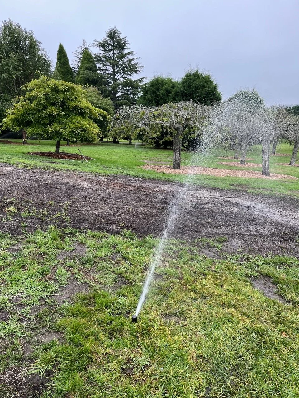 sprinkler watering lawn with topdressing on it and trees in the background