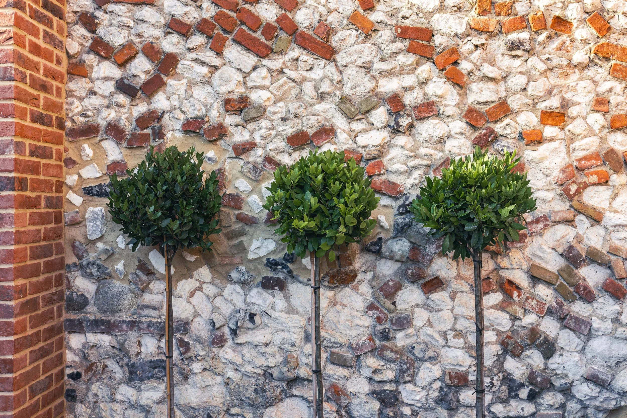 Three small green bushes planted in front of a stone wall with a mixed brick and stone pattern.