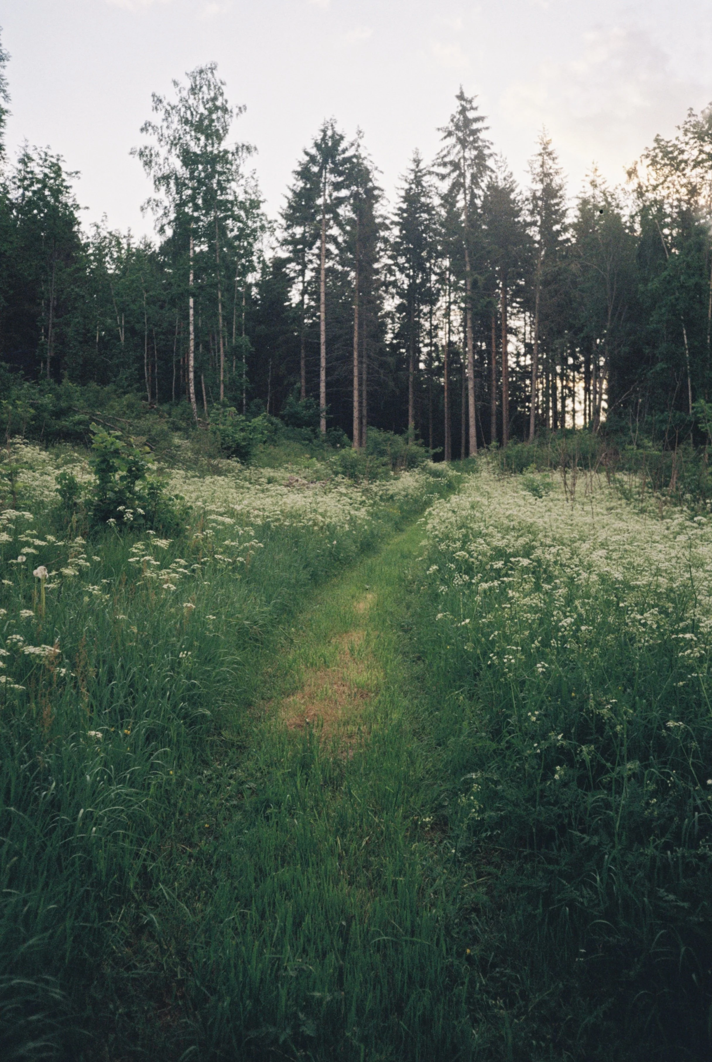A narrow grassy path running through a lush green field of wildflowers and tall grass, with a forest of tall pine trees in the background under a cloudy sky.