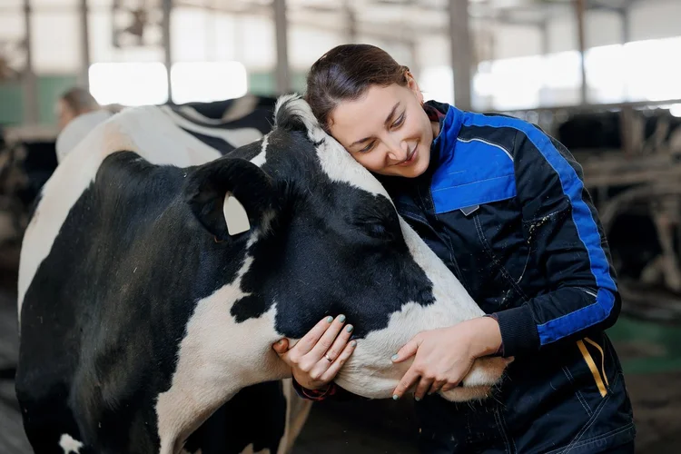 The farmer tending to a cow