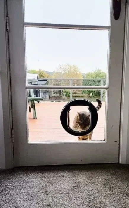 A cat sitting inside a circular pet door on a glass door, looking outside to a patio and trees.