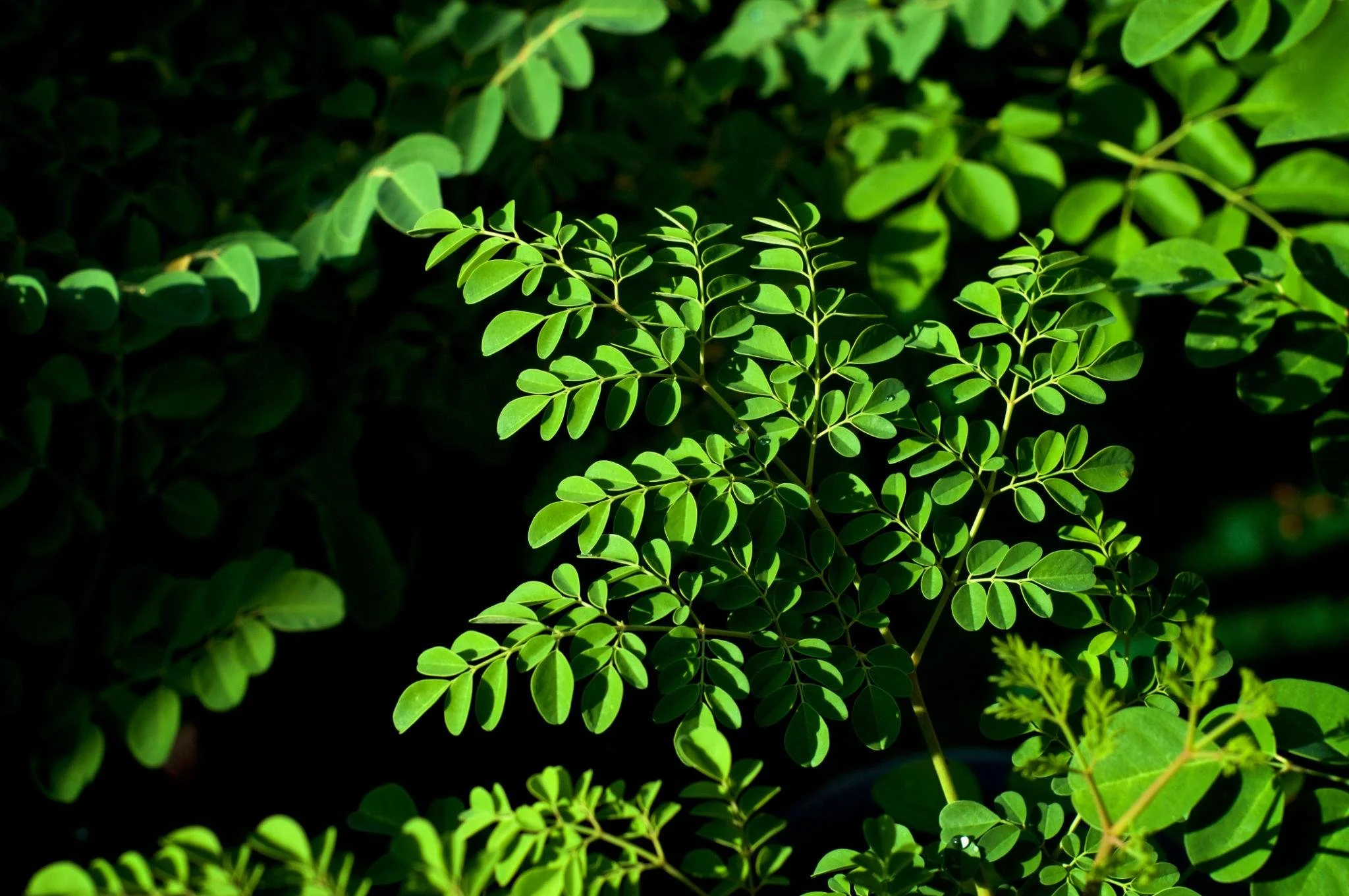 The Supergreens Edit: Moringa