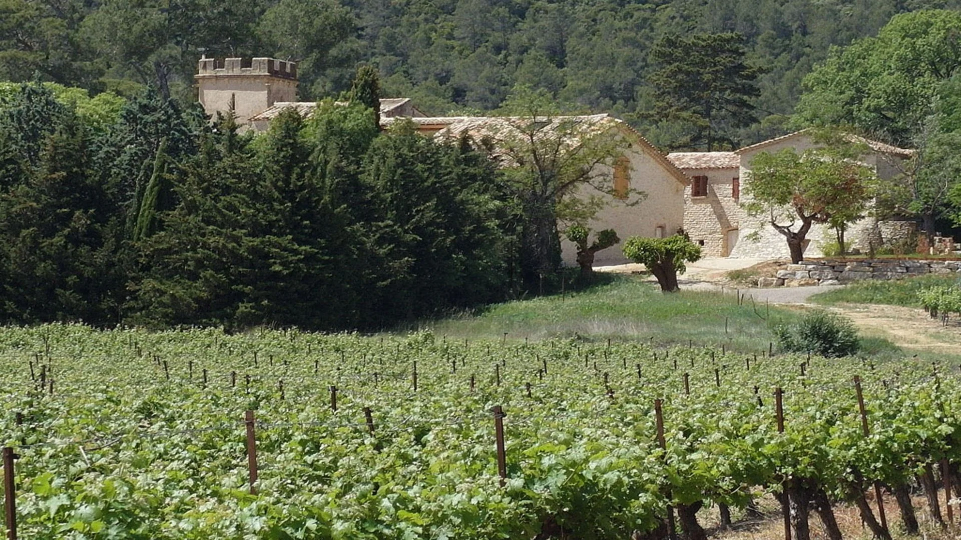 Luxury holiday at a wine estate in Languedoc.jpg