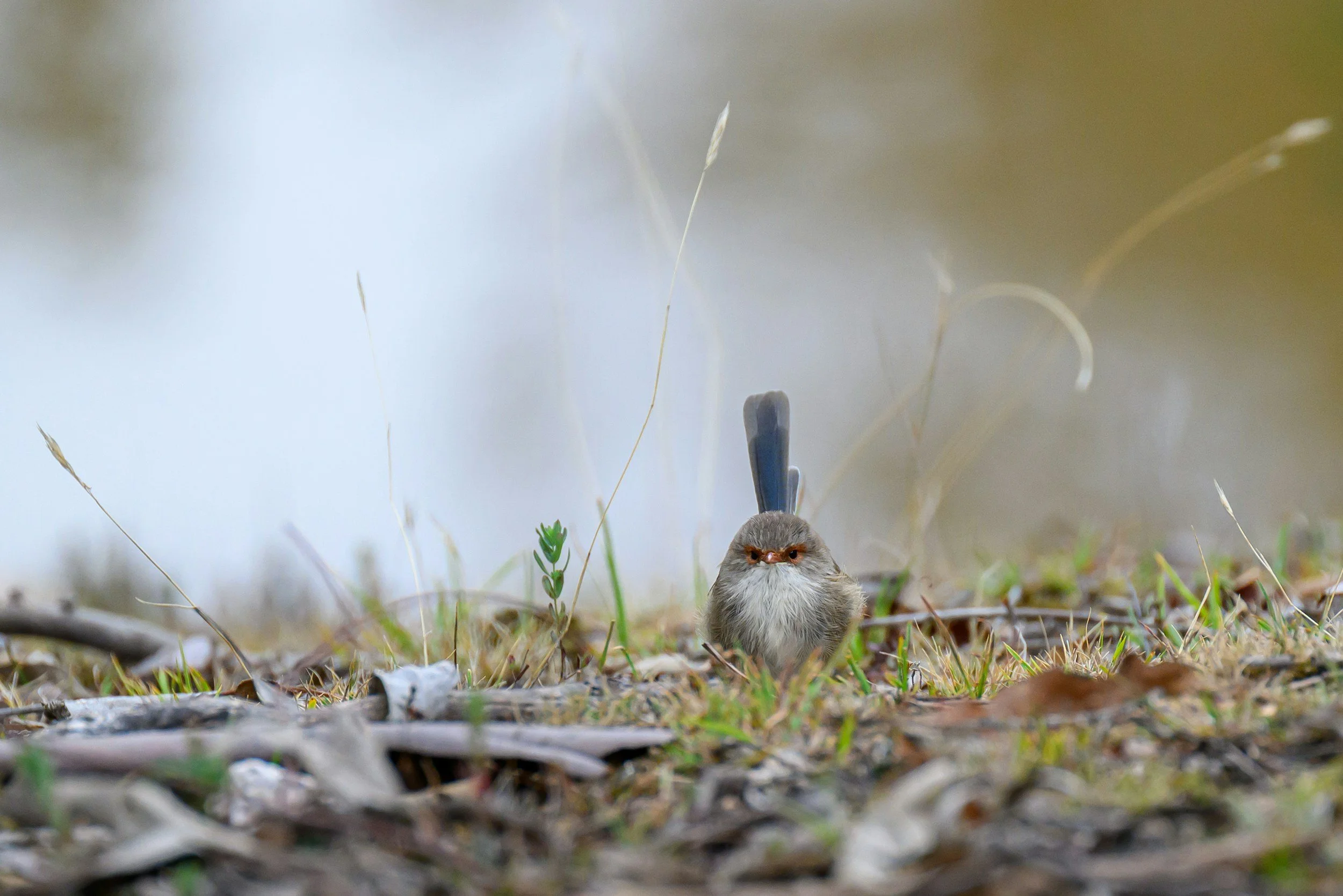 A small bird with a crest of dark feathers on its head, brown and grey plumage, sitting on the ground among dry leaves, grass, and twigs, with a blurred natural background.