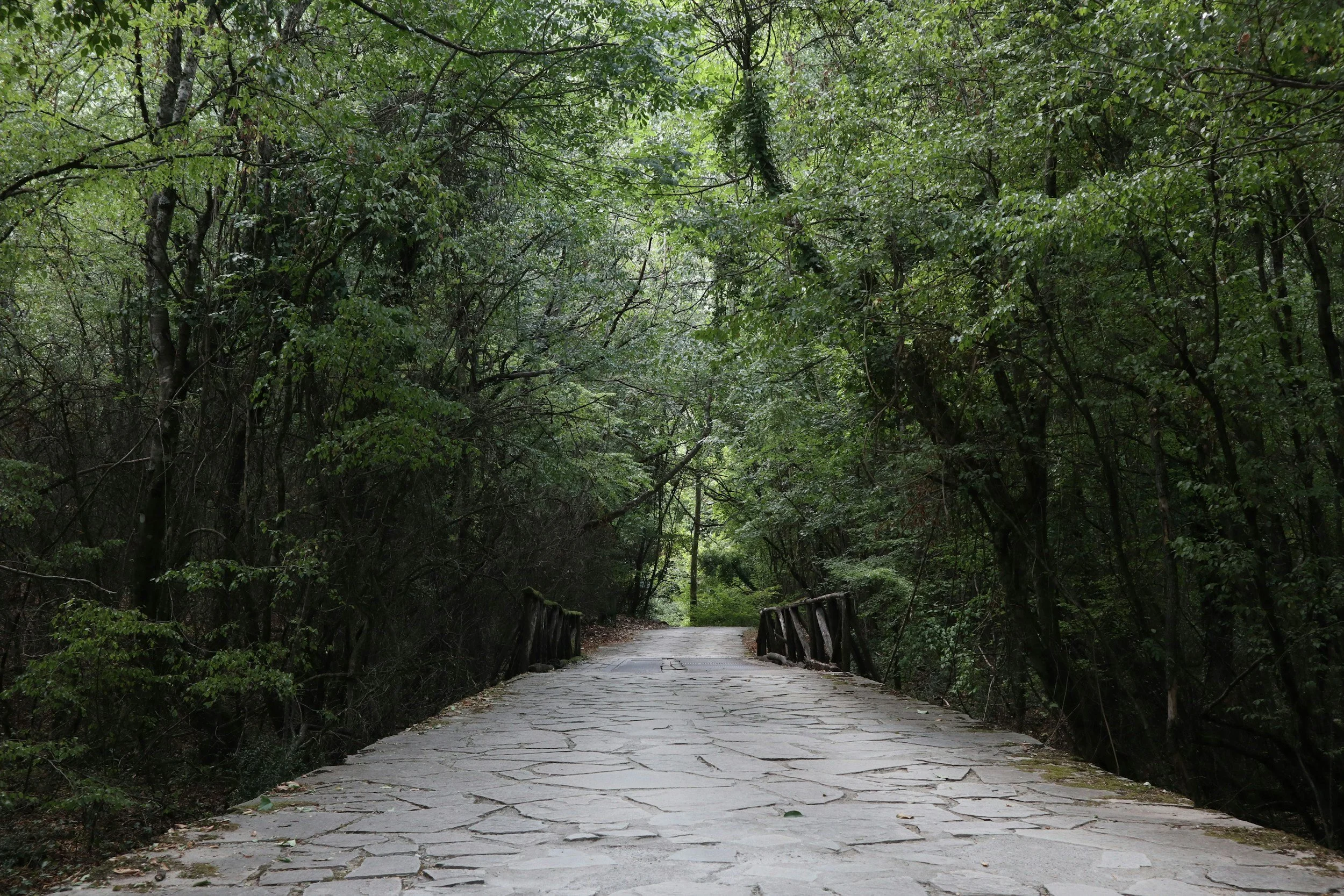 A stone pathway through a lush, green forest with trees arching overhead.