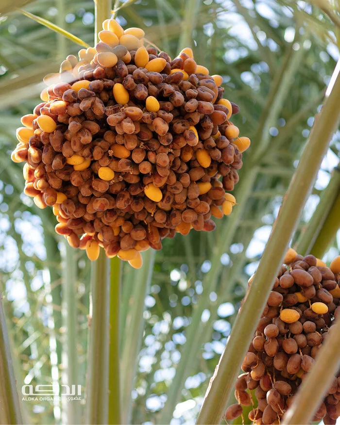 إعادة التفكير في التكنولوجيا في الزراعة المستدامة