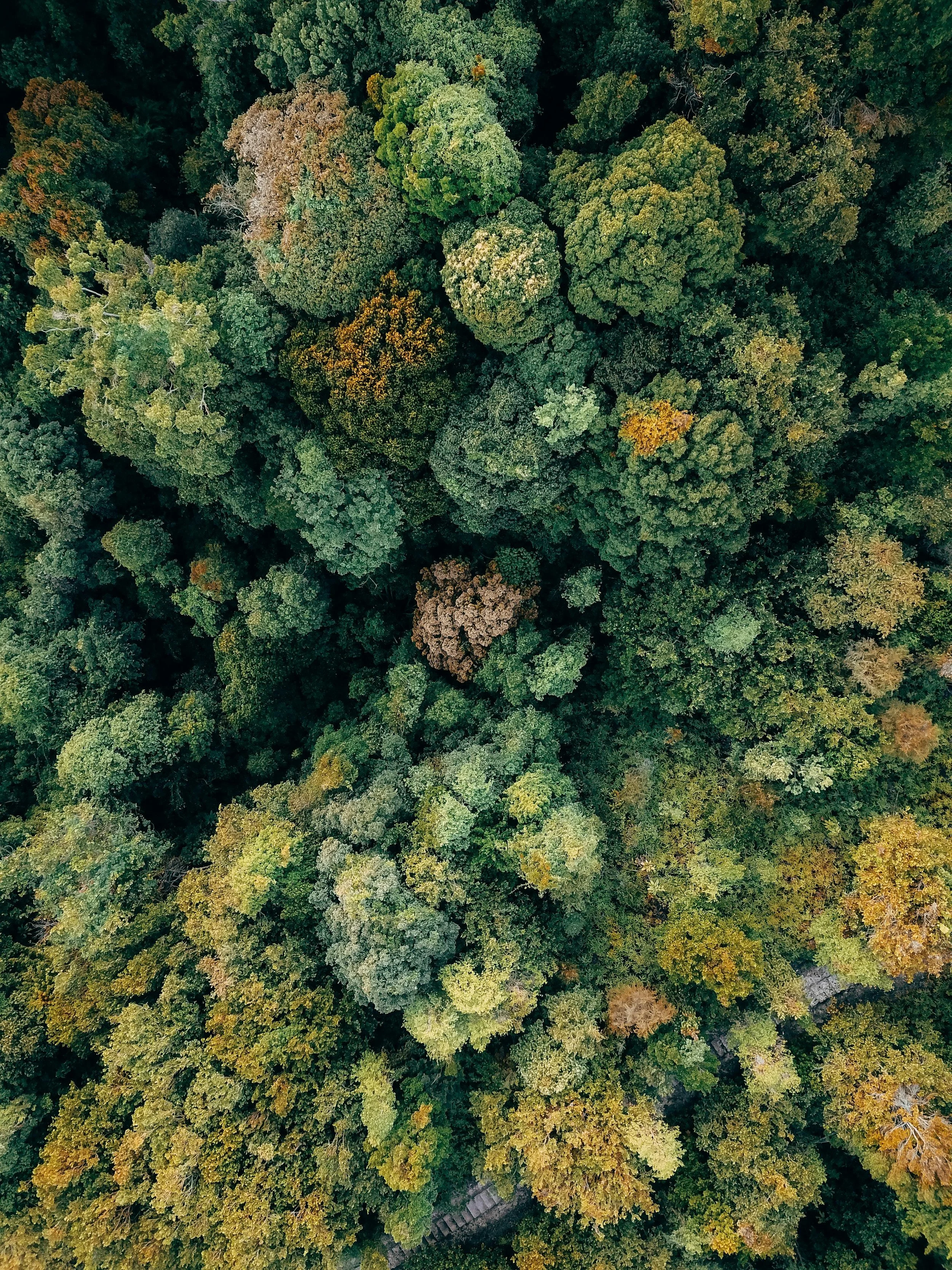 Aerial view of a dense forest with various shades of green and some trees starting to turn yellow and orange, indicating the fall season.