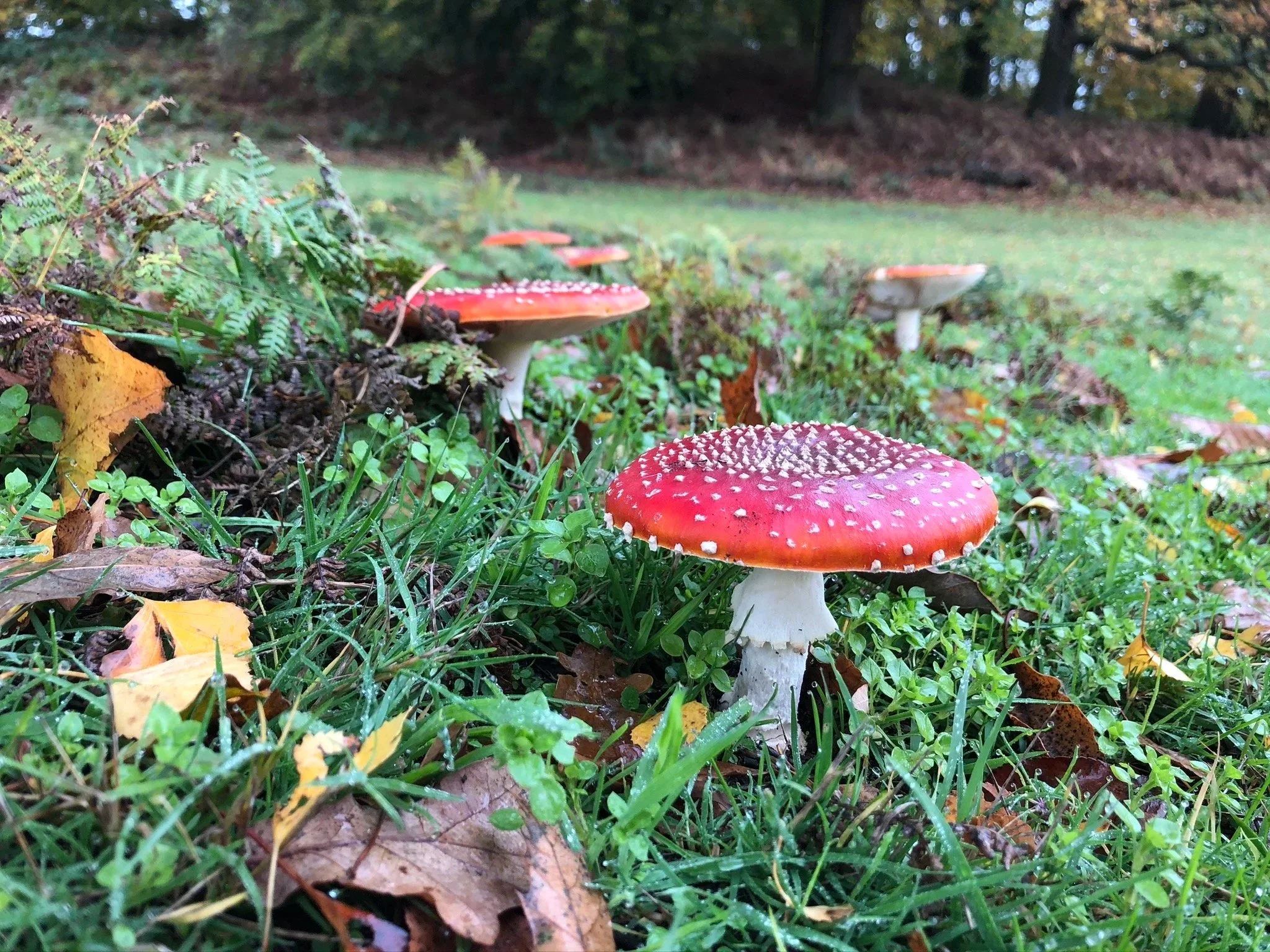 Foraging Course 