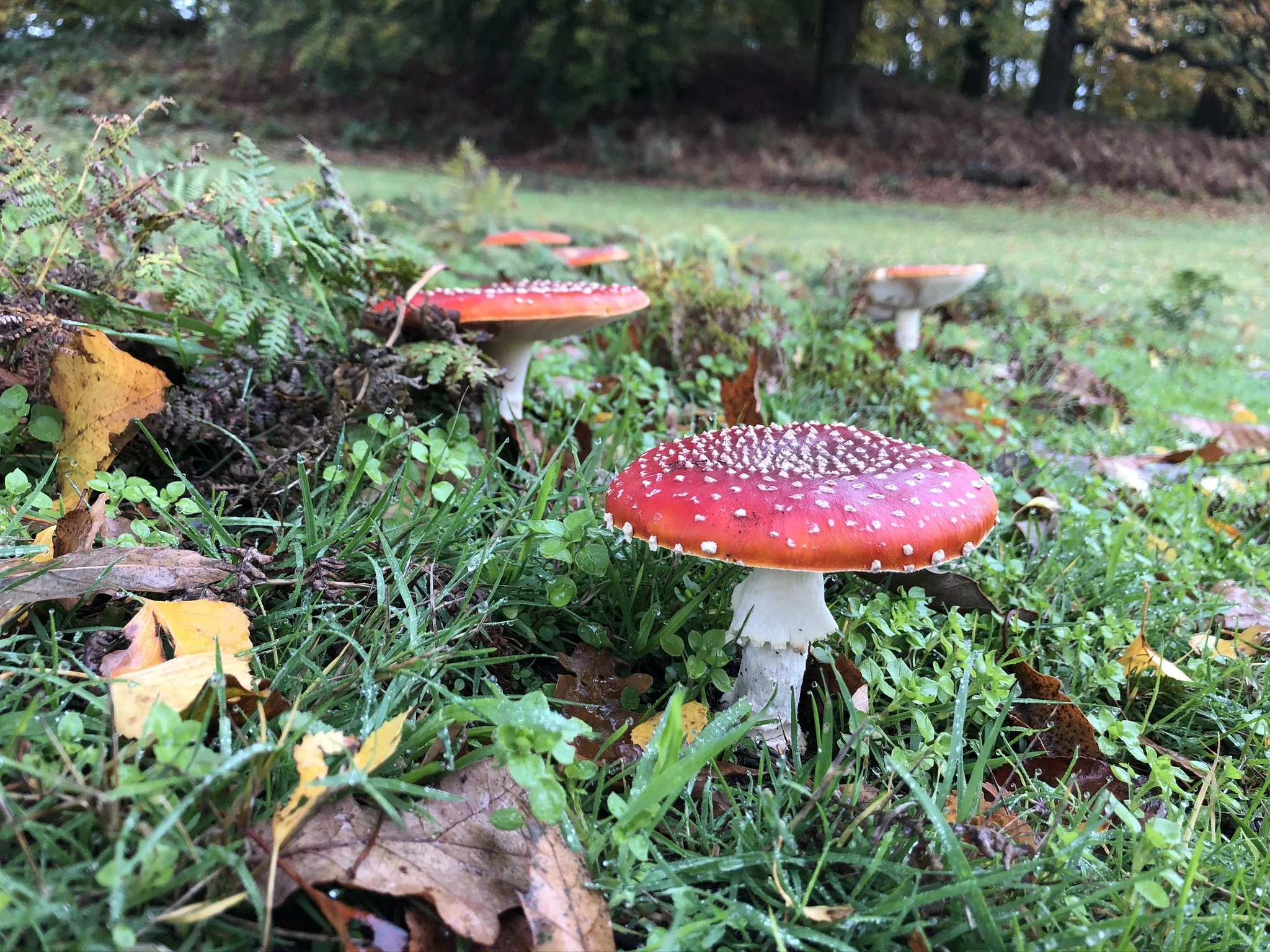 Fungi guided course