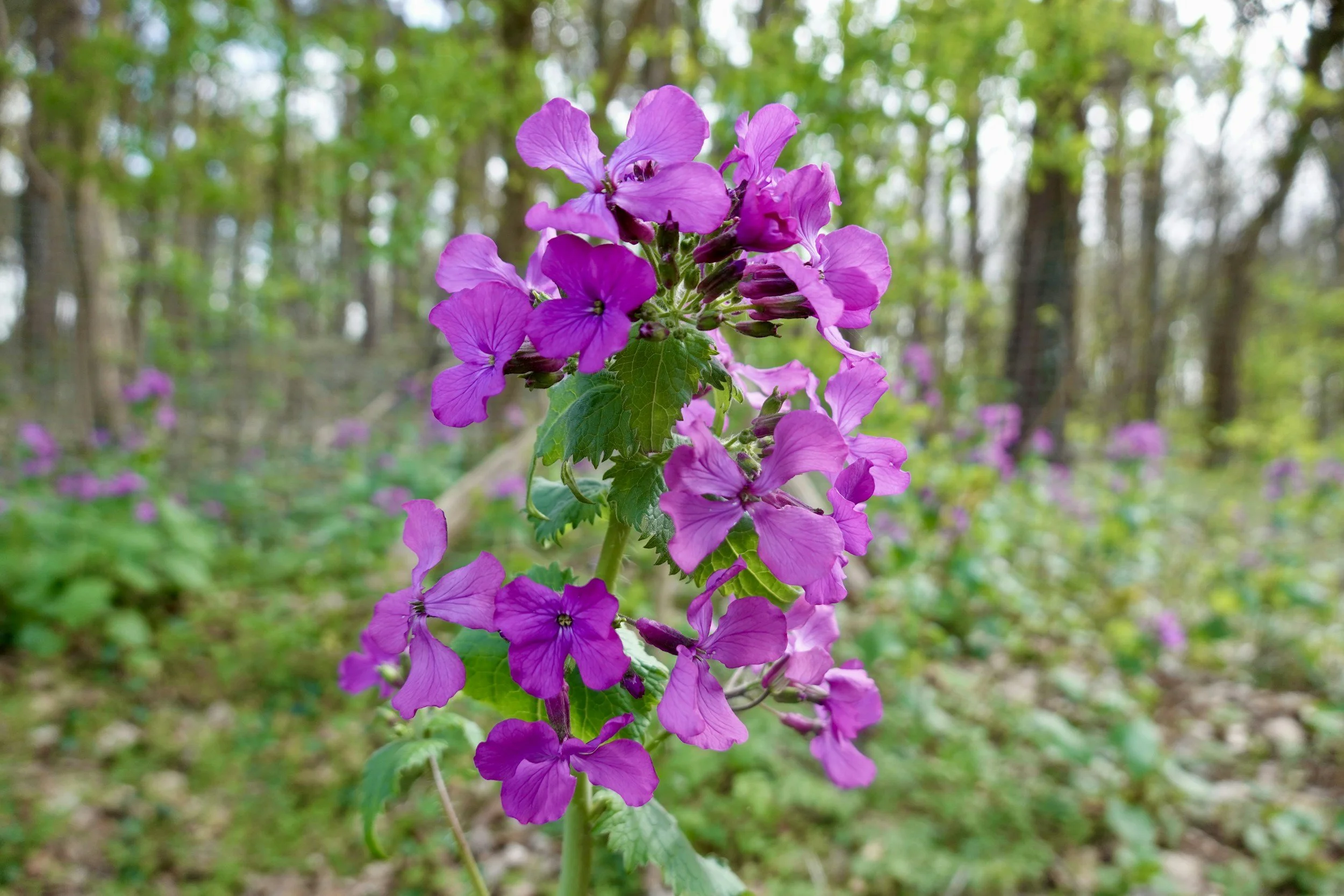 The May Cutting Garden