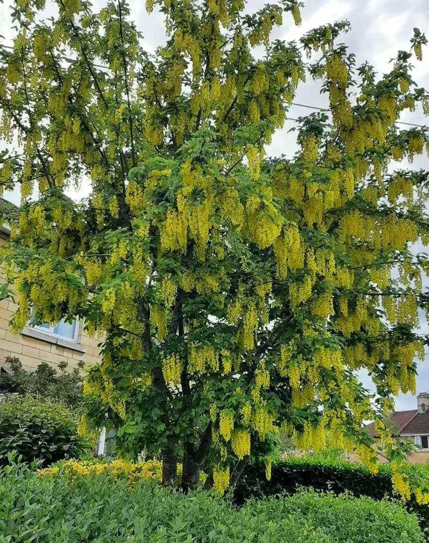 The laburnum - lessons in loss and healing