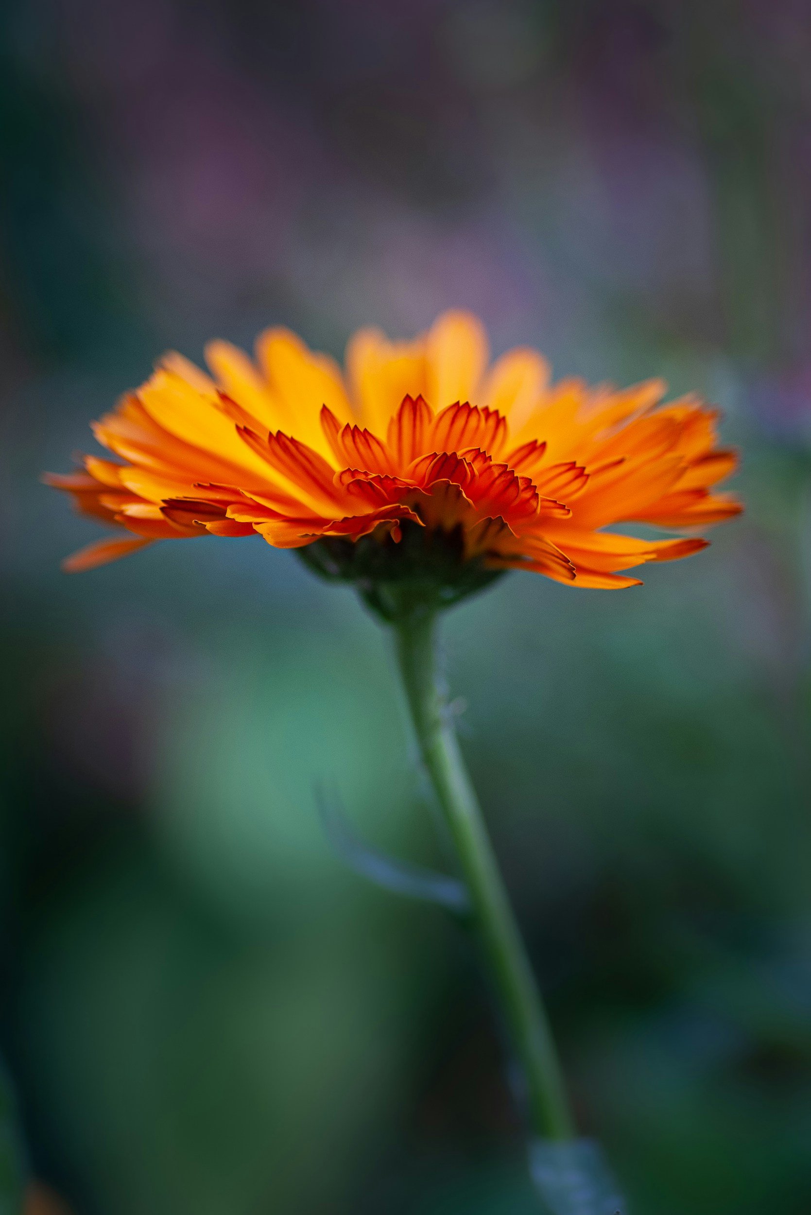 The July Garden