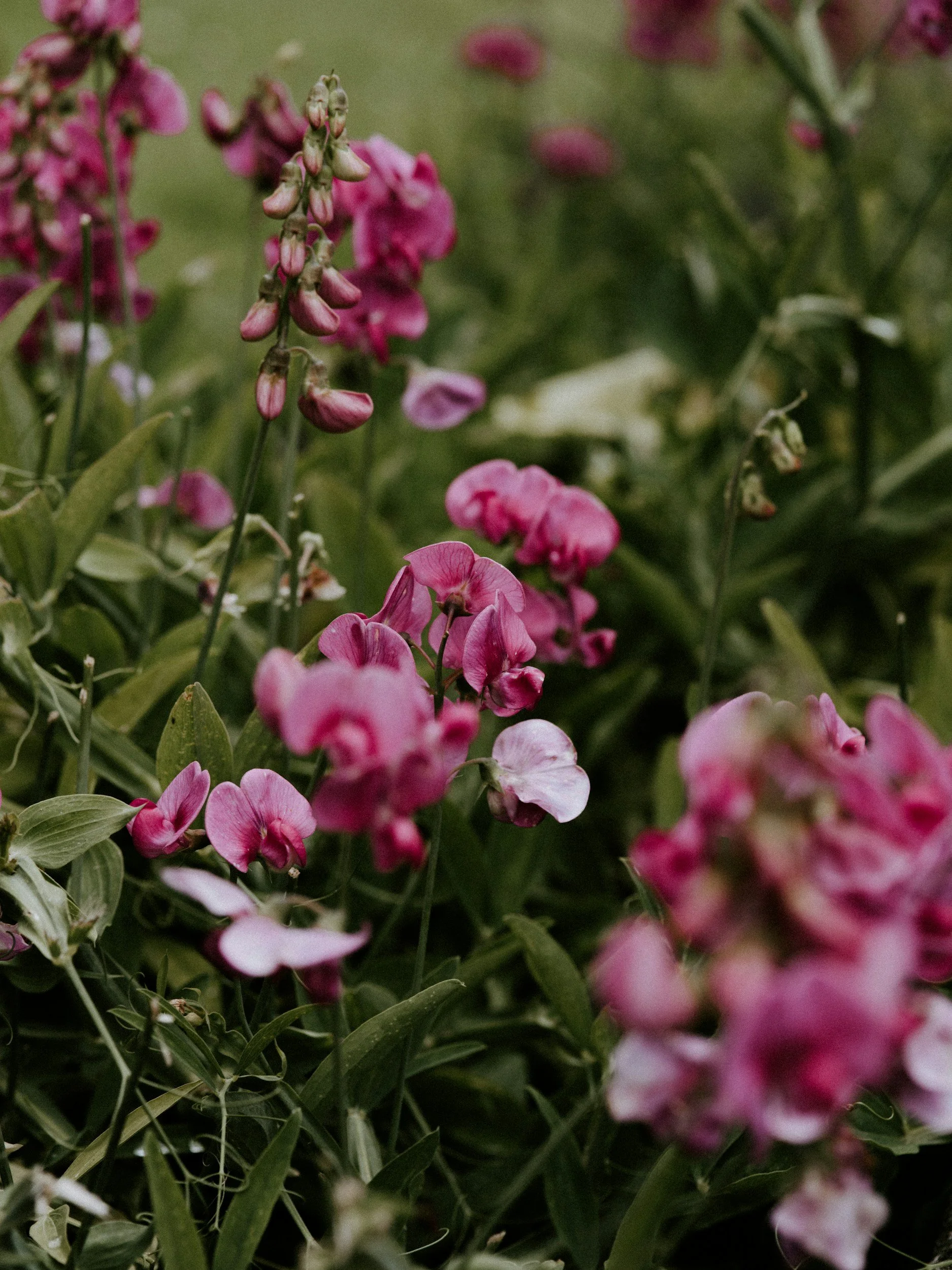 The June Garden