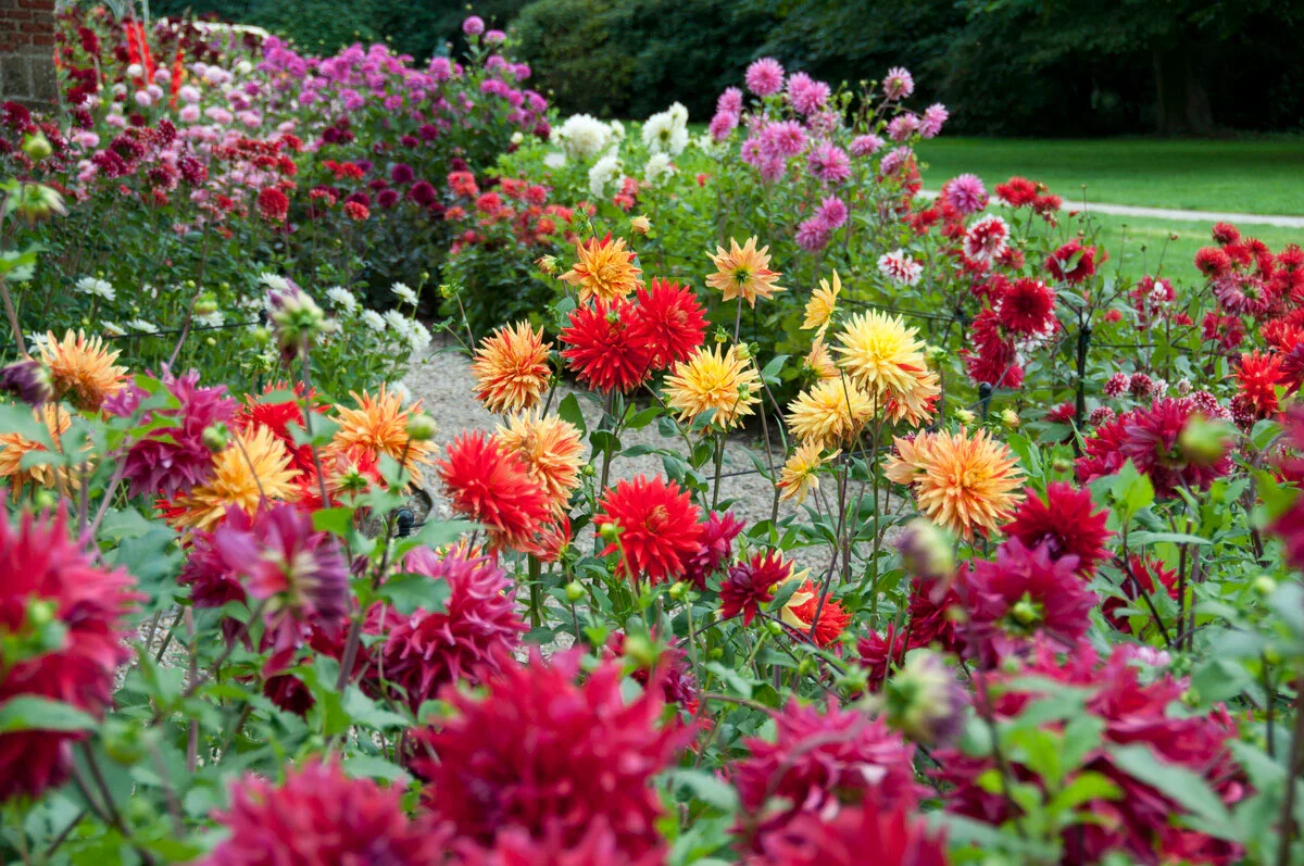 The August Garden