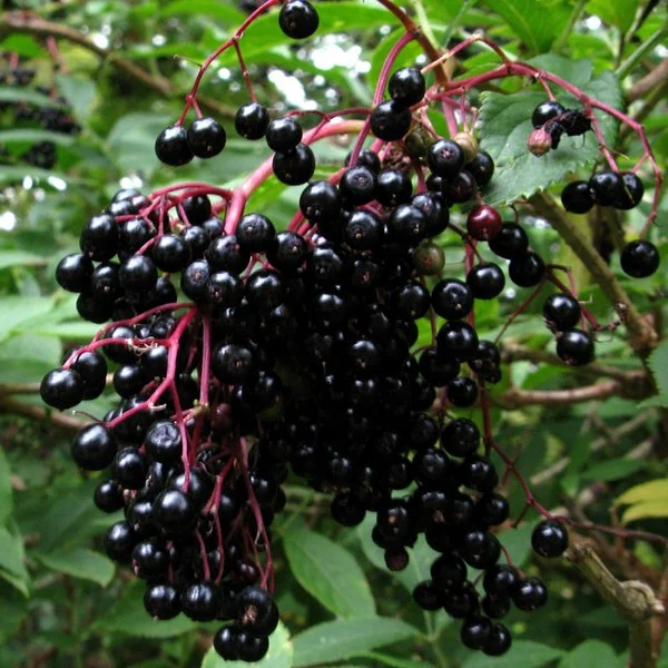 The September Garden