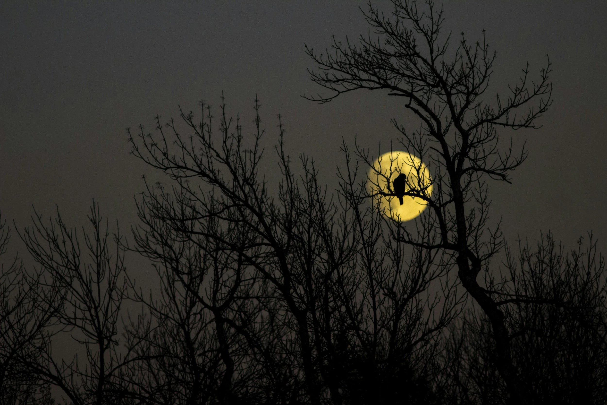 Shine on Harvest Moon