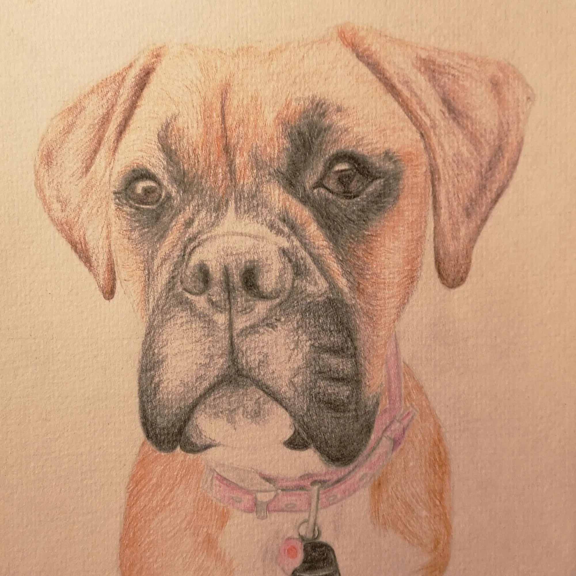 Family and pet portraits