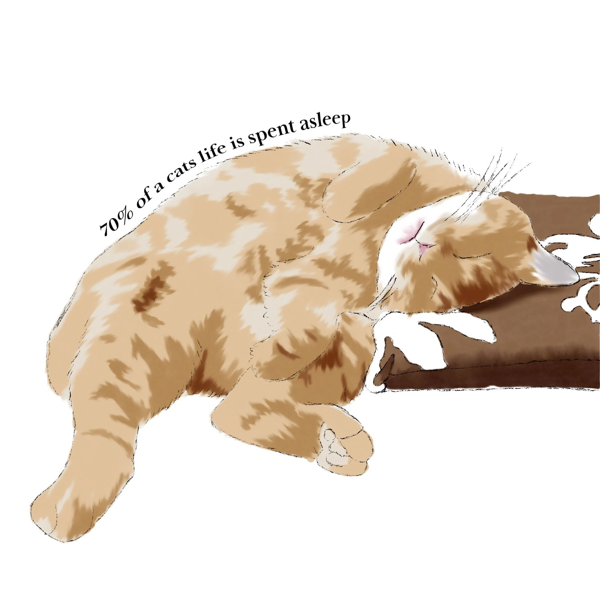 cat with writing.jpg