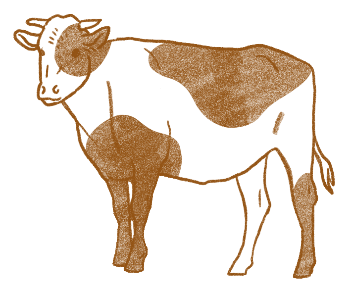 red roan cow drawing shares half.png (Copy)
