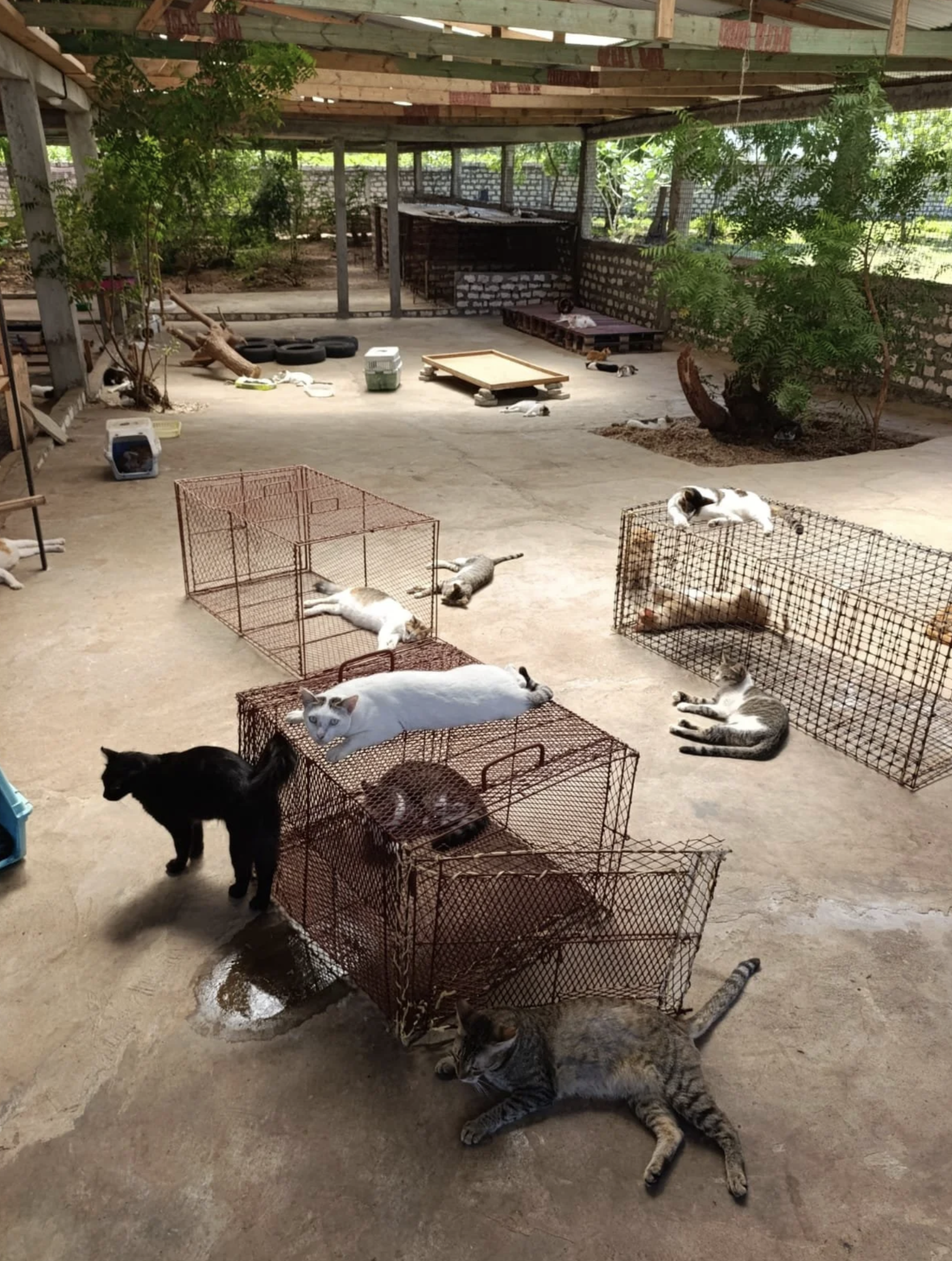 Multiple cats resting on and around cages in an open, partially covered outdoor space with trees and concrete floor.