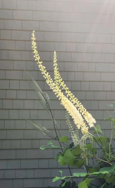 Plant with tall, yellowish, spike-like flower stalks and green leaves in front of a gray, horizontal siding wall.