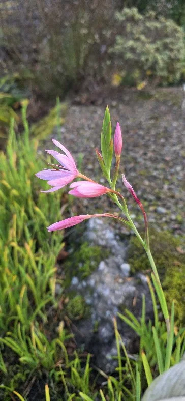 A pink flowering plant growing along a garden path