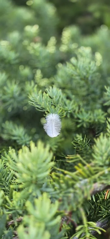 A white fuzzy caterpillar on a green pine tree branch.