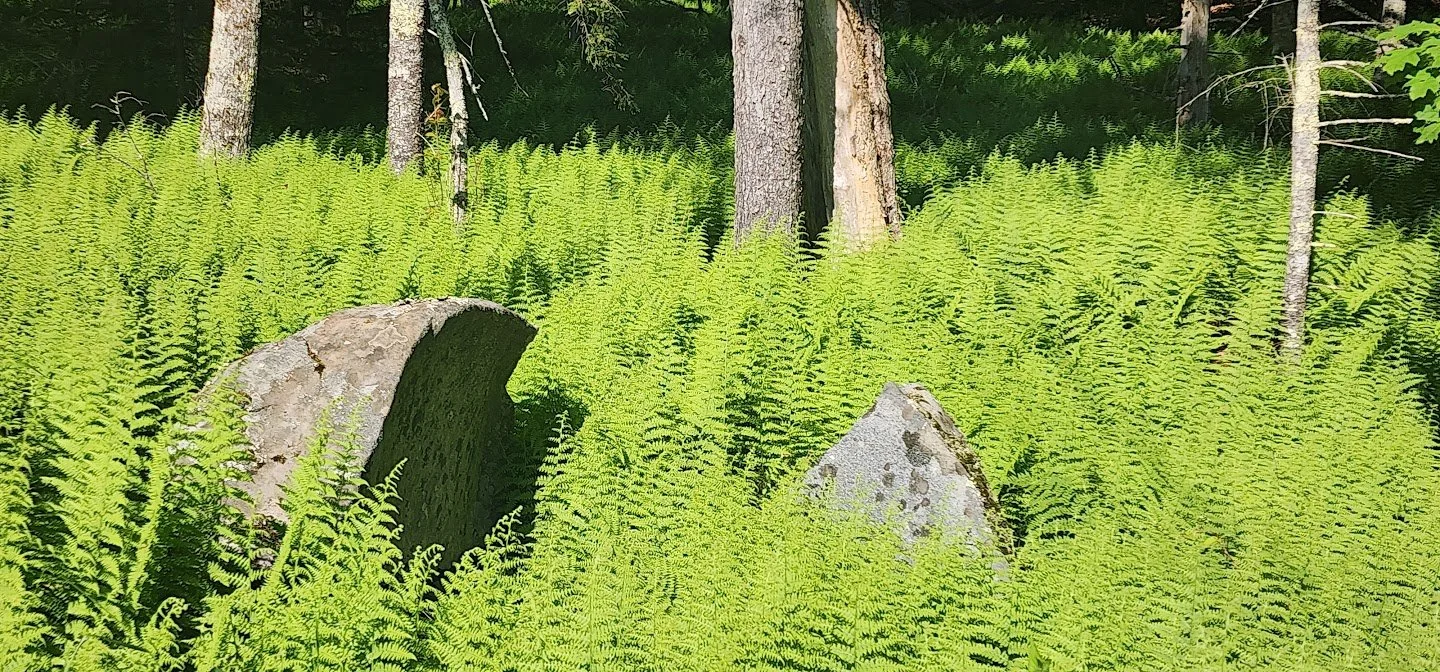 Sunlit forest scene with two large rocks partially covered by bright green fern plants and trees in the background.