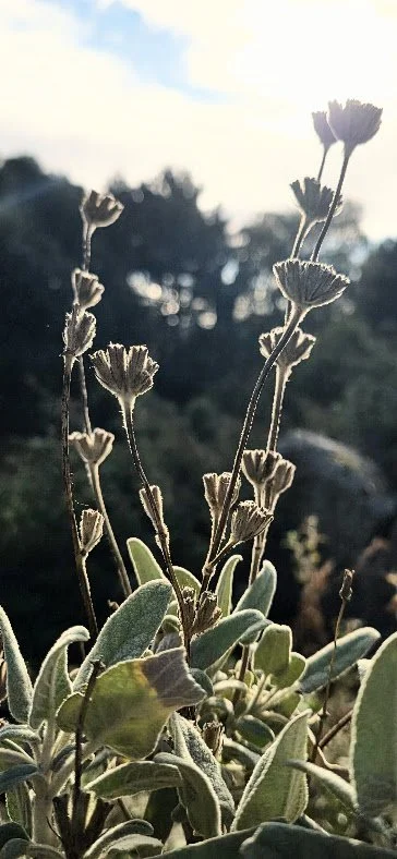 Close-up of dry wildflowers with green leaves in foreground, sunny sky with clouds in background.