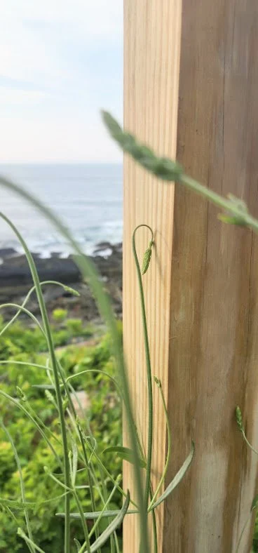 Close-up of a green vine growing next to a wooden post outdoors, with a blurred ocean and sky in the background.