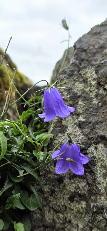 Two purple bell-shaped flowers growing on vines near a large gray rock.