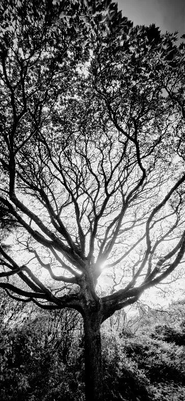 Black and white photo of a large tree with sunlight shining through its branches, standing alone in a natural setting.
