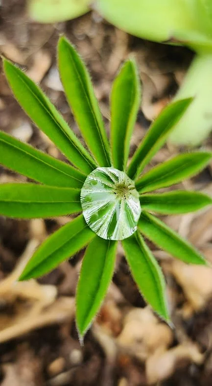 A close-up of a green plant with long, narrow leaves and a water droplet on the center leaf reflecting the plant.