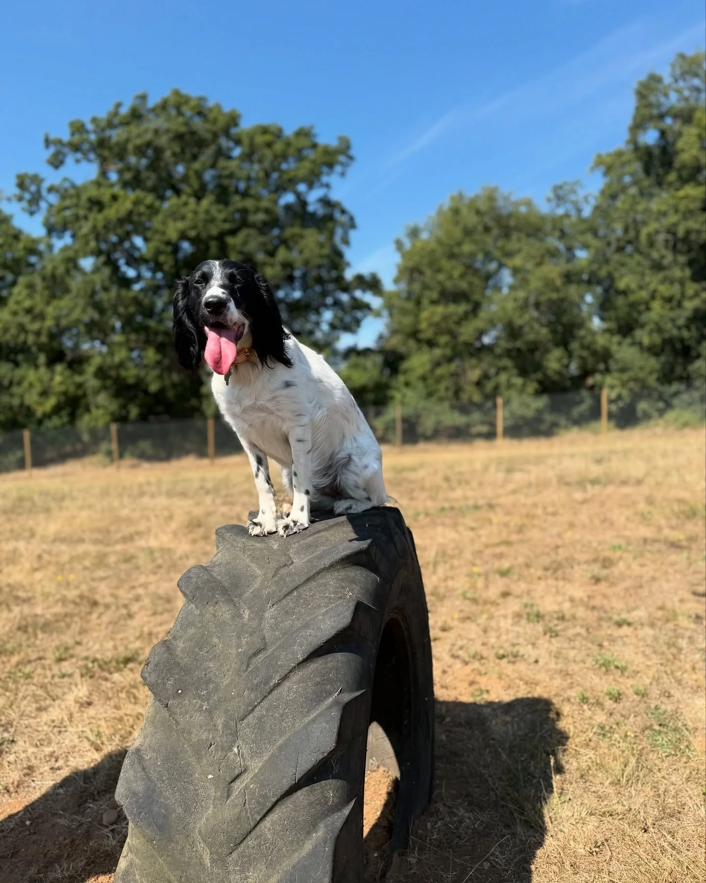 Under, over, through them or round them, whichever your 4 legged friends prefer