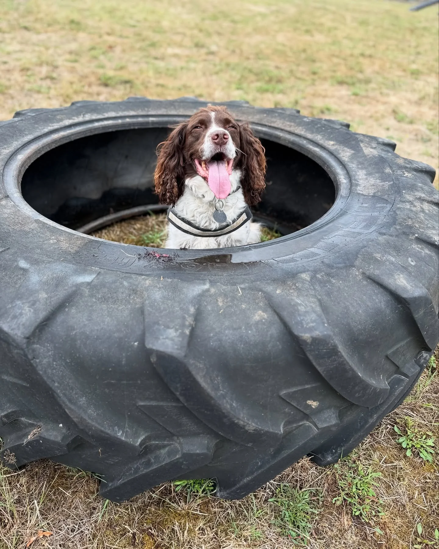 Tongue out Tuesday - tag us in your pictures so we can see your pawsome friends enjoying Winnie’s Walkies 🐾